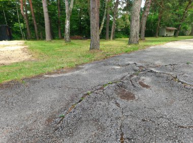 Ağaçların kökleri asfaltın altında yetişir.