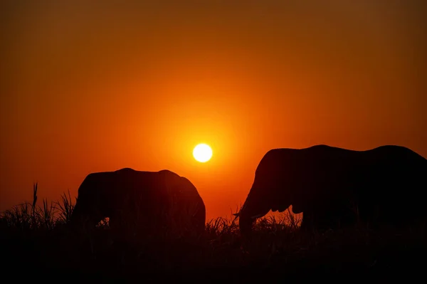 Sylwetki Dwóch Słoni Ustawione Przed Pięknym Zachodem Słońca Parku Narodowym — Zdjęcie stockowe