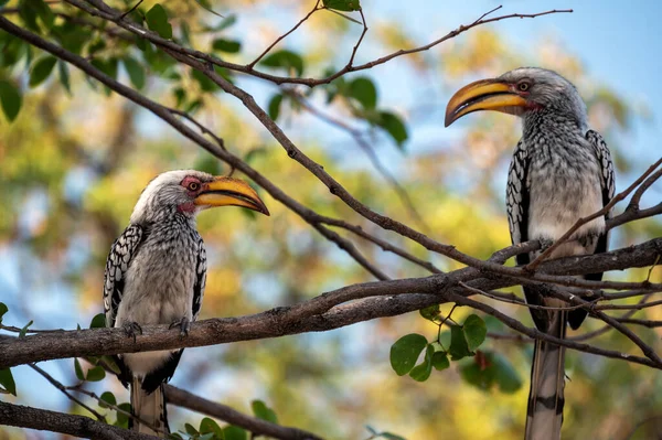 Zwei Südliche Gelbschnabelhornvögel Einem Baum Okavango Delta Botsuana — Stockfoto