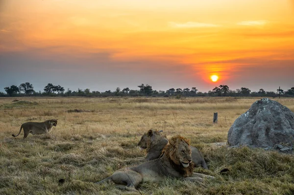 Drie Leeuwen Bij Zonsondergang Het Moremi Natuurreservaat Okavango Delta Botswana Stockfoto