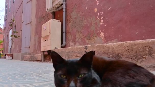 Közelkép Egy Macskáról Amint Felébred Egy Szundikálásból Szenegáli Goree Szigeten — Stock videók