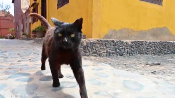 Piękny Czarny Kot Podążający Kamerą Historyczną Architekturą Kolonialną Tle Wyspie — Wideo stockowe