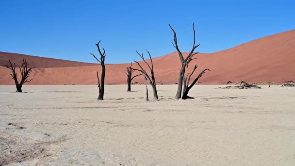 Lenyűgöző Kilátás Halott Tevefák Deadvlei Namíbiában — Stock videók