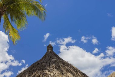 Beyaz bulutlu mavi gökyüzüne karşı güzel bir şemsiye ve palmiye ağacı manzarası. Aruba.