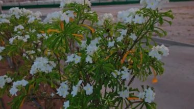 Beyaz çiçekli tropikal ağacın yakın görüntüsü Plumeria Aruba adasındaki parkta gün batımı.