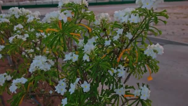 Vista Vicino Dell Albero Tropicale Con Fiori Bianchi Plumeria Tramonto — Video Stock