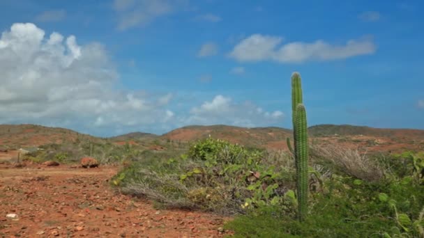Gyönyörű Kilátás Trópusi Hegyi Sivatag Növényzet Kaktusz Ellen Kék Fehér — Stock videók