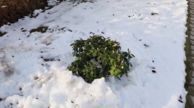 Güneşli bahar gününde hala karlı bahçenin ve rhododendronun güzel manzarası. İsveç.