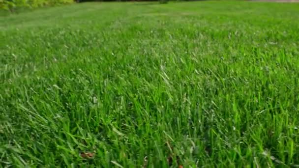 Close Widok Przystrzyżony Zielony Trawnik Prywatnym Ogrodzie Letni Słoneczny Dzień — Wideo stockowe