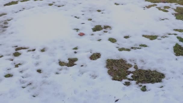 Magnífica Vista Invierno Primavera Del Césped Jardín Con Restos Nieve — Vídeo de stock