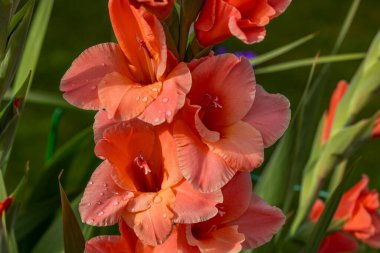 Yeşil yaprakların bulanık arka planında yağmur damlaları olan kırmızı gladiolus çiçeklerinin makro görünümü.