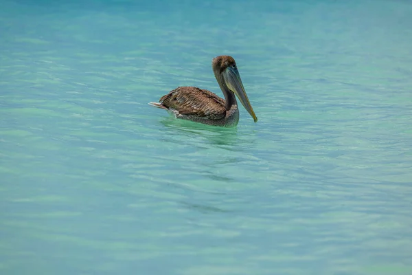 Belle Vue Sur Baignade Pélican Dans Les Eaux Turquoise Océan — Photo