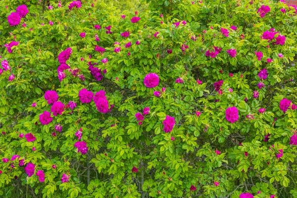 Hermosa Vista Flores Rosas Rosadas Spray Que Florecen Aisladas Países —  Fotos de Stock