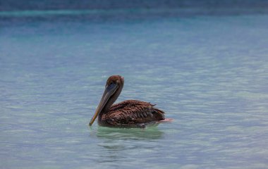 Atlantik Okyanusu 'nun turkuaz sularında yüzen pelikan manzarası çok güzel. Karayipler. Aruba. 