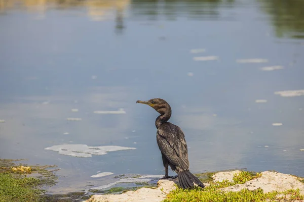 Vista Cerca Hermoso Pájaro Tropical Negro Orilla Del Lago Fondo — Foto de Stock