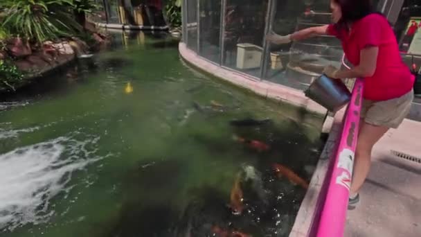 火烈鸟酒店的工作人员给池塘里的大鱼提供食物 美国内华达州拉斯维加斯 2022 — 图库视频影像