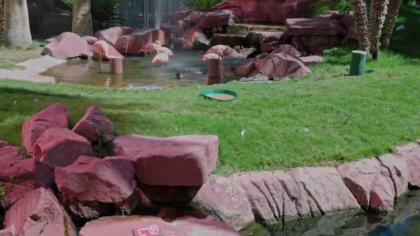 Schöne Aussicht Auf Flamingos Künstlich Angelegten Teich Des Flamingo Hotels — Stockvideo