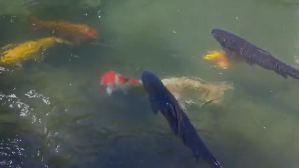 池の中でカラフルな鯉の群れのビューを閉じます — ストック動画