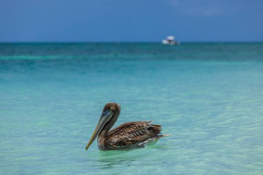 Karayip Denizi 'nin turkuaz sularında yüzen pelikanların yakın görüntüsü. Aruba. 