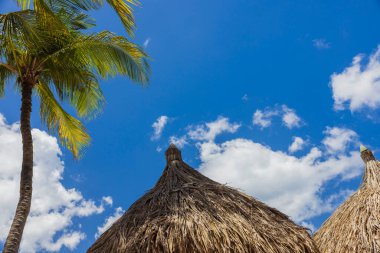 Beyaz bulutlu mavi gökyüzüne karşı şemsiyelerin ve palmiye ağaçlarının güzel manzarası. Aruba.