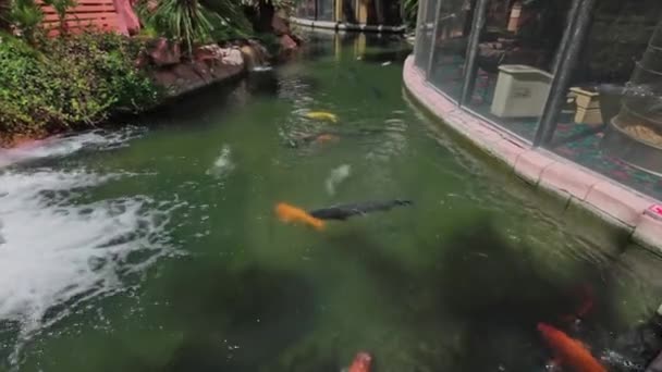 Piękny Widok Stado Ryb Kolorowych Koi Stawie — Wideo stockowe