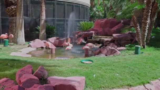 Blick Auf Flamingos Künstlich Angelegten Teich Des Flamingo Hotels Las — Stockvideo