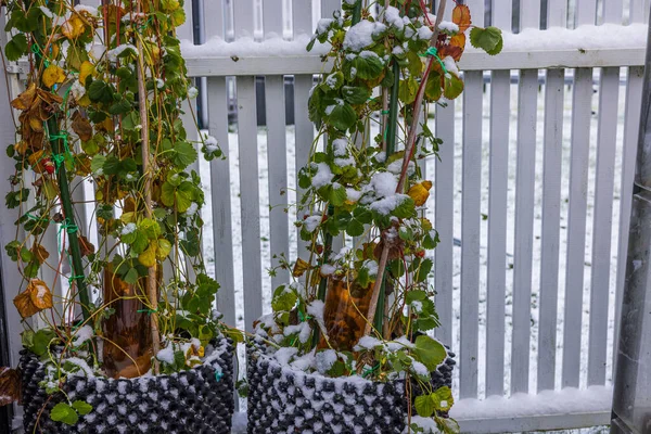 冬の日に雪に覆われた白い柵を背景に 空気ポットでイチゴの植物を登る景色 スウェーデン — ストック写真