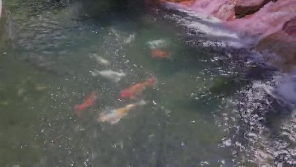 Krásný Výhled Koi Ryby Pestré Řece Las Vegas Usa — Stock video