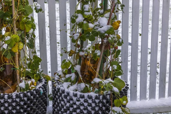 雪に覆われた白いフェンスを背景に 空気ポットでイチゴの植物を登るのビューを閉じます スウェーデン — ストック写真
