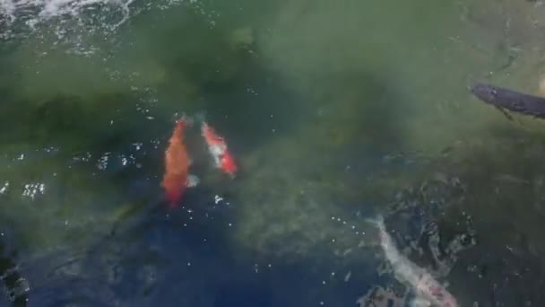 池塘里的鲤鱼科美丽的大鱼近景 — 图库视频影像