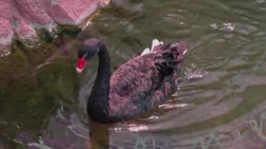 Sıcak yaz gününde gölet suyundaki siyah kuğuya yaklaş. Las Vegas mı? Nevada mı? ABD.