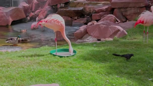 Piękny Widok Różowy Flamingi Pobliżu Fontanny Ogrodzie Hotelowym — Wideo stockowe