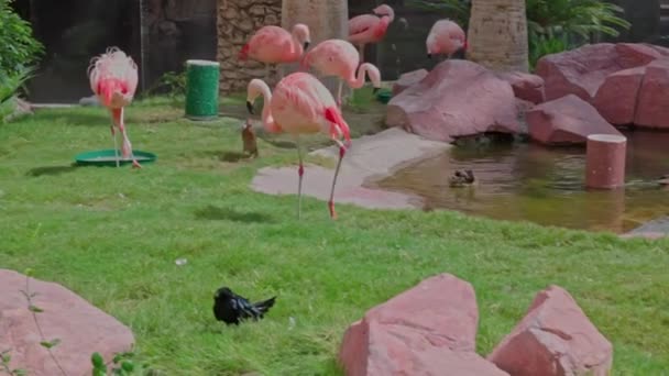 Krásný Výhled Růžové Flamingos Blízkosti Fontány Hotelové Zahradě Usa — Stock video