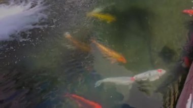 Göletteki renkli koi balığı sürüsünün yakın görüntüsü. 