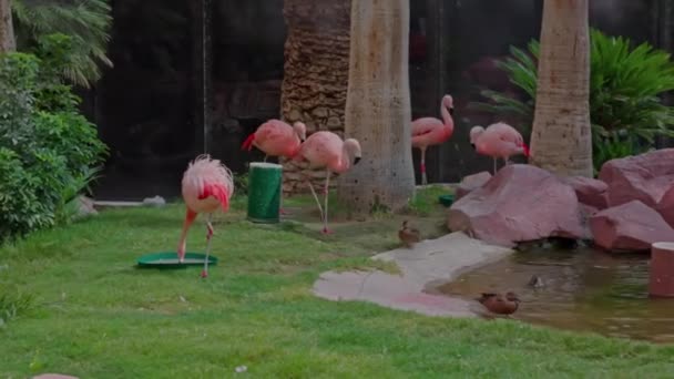 Krásný Výhled Růžové Flamingos Blízkosti Fontány Hotelové Zahradě Usa — Stock video