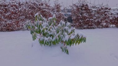 Soğuk bir günde karla kaplı rhododendron ile güzel bir kış bahçesi manzarası. İsveç.