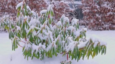 Soğuk kış gününde karla kaplı rhododendron 'un yakın görüntüsü. İsveç.