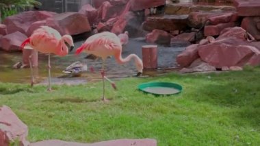 Plastik tabakta kalan sevimli flamingo içme suyunun güzel manzarası. ABD. 