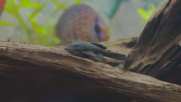 Närbild Ancistrus Fisk Rengöring Drivved Akvarium — Stockvideo