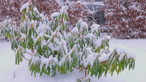 Γκρο Πλαν Άποψη Του Χιονιού Καλύπτονται Ροδόδεντρο Παγωμένο Χειμωνιάτικο Ημέρα — Αρχείο Βίντεο