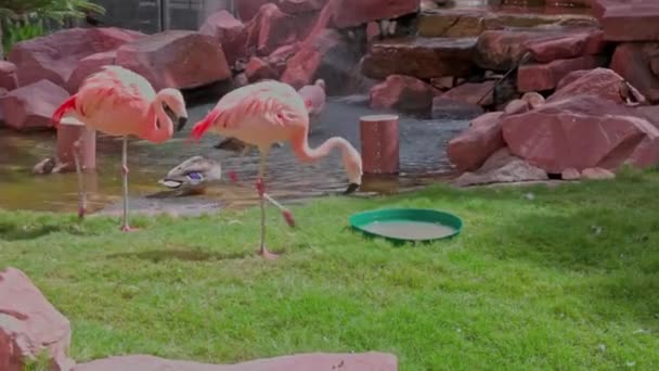 Gyönyörű Kilátás Aranyos Flamingó Ivóvíz Marad Műanyag Lemez Egyesült Államok — Stock videók
