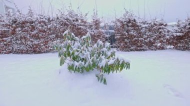 Karla kaplı rhododendron ile güzel bir kış bahçesi manzarası. İsveç.