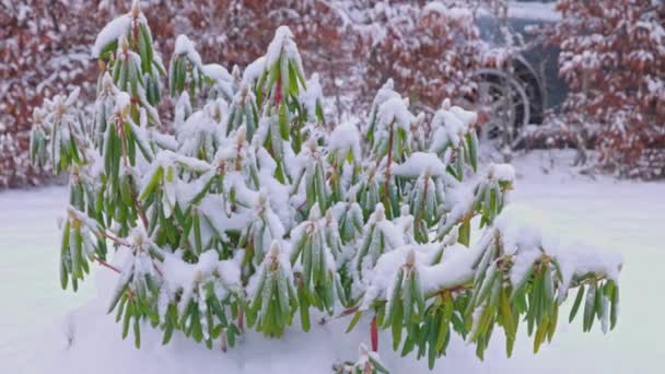 Στενή Άποψη Του Καλυμμένου Χιόνι Ροδόδεντρου Σουηδία — Αρχείο Βίντεο