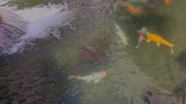 夏日阳光明媚的池塘里 一群群五彩斑斓的乌贼映入眼帘 — 图库视频影像