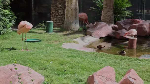Piękny Widok Ogród Flamingów Kaczek Pływających Wodzie Słoneczny Letni Dzień — Wideo stockowe