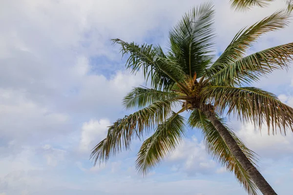 Beautiful view on palm tree tops on blue sky with white clouds background. Aruba island.