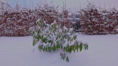 Soğuk kış gününde karla kaplı rhododendron ile güzel bir kış bahçesi manzarası. İsveç.