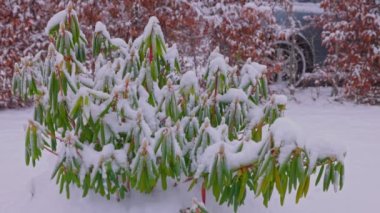 Soğuk kış gününde karla kaplı rhododendron ile kış bahçesinin yakın görüntüsü. İsveç.