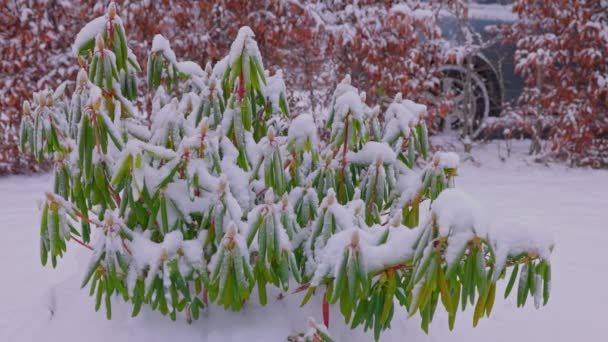 Θέα Από Κοντά Του Χειμερινού Κήπου Καλυμμένο Χιόνι Ροδόδεντρο Την — Αρχείο Βίντεο