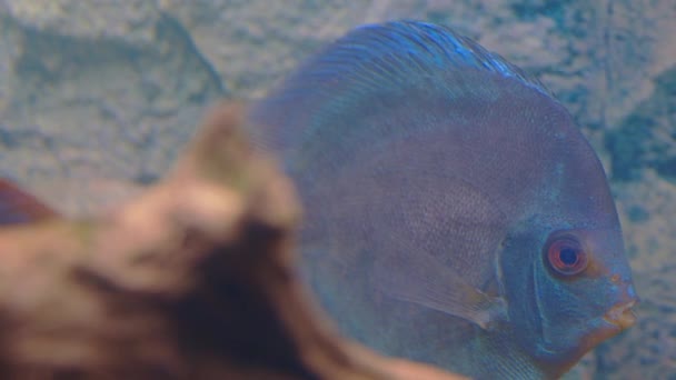 水族館で泳いでいる青いダイヤモンドディスク魚のビューを閉じます スウェーデン — ストック動画